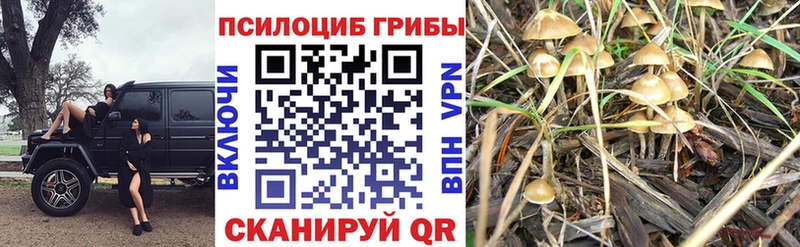Галлюциногенные грибы прущие грибы  Красавино 